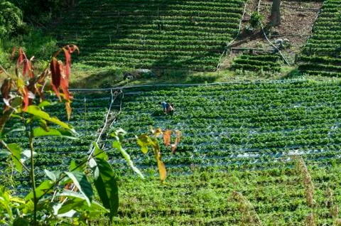 View over rice fields in northern Thailand Foto stock