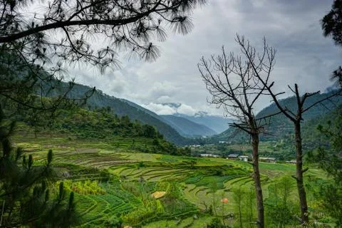 View over Ricefields in Bhutan Foto stock