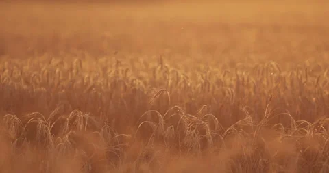 View over ripe wheat ears. Video stock 140785059