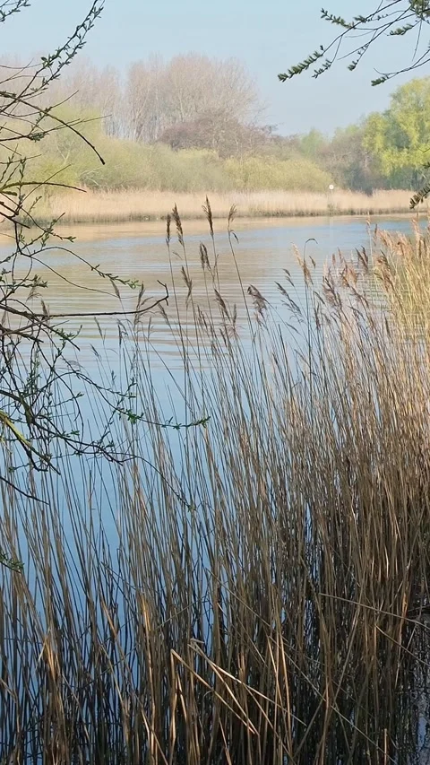 View over the river from the riverbank Stock Footage 306958464