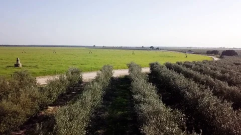 View over rows of evenly planted olive trees and green field Stock Footage