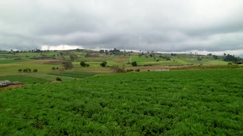 View Over Rows Of Potato Fields - Aerial Drone Footage In 4K Stock Footage 272826272