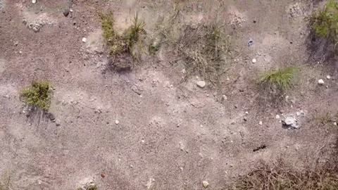 View over the sandy terrain with plant life, close up, in detailed 4K" Stock Footage 212161673