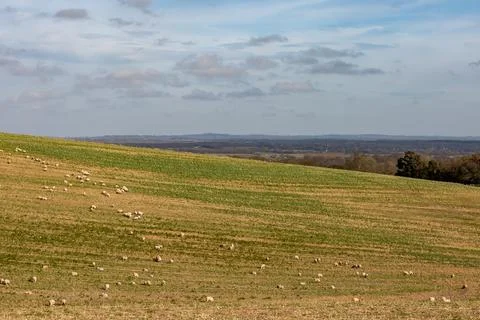 A view over a South Downs hillside with grazing sheep in the winter sunshine Stock Photos