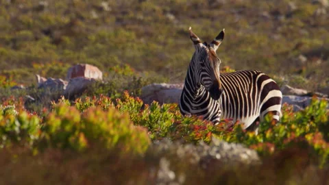 View over swaying fynbos of masticating Cape Mountain Zebra Stock Footage 334232583