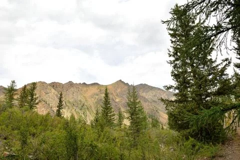 View over the tops of young cedars to a high mountain range on a cloudy sum.. Stock Photos