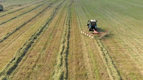 View over a tractor with a rake raking dry mown hay in a row in the evening Stock Footage 137486136
