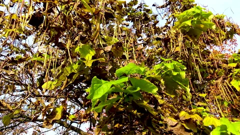 View over tree with big green and dry leaves Stock Footage 146007567