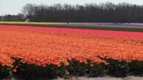 View over tulipfields for growing bulbs. Stock Footage 82533695