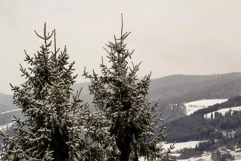 View over the valley with snow covered forest Stock Photos