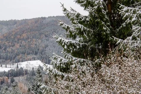 View over the valley with snow covered forest Stock Photos