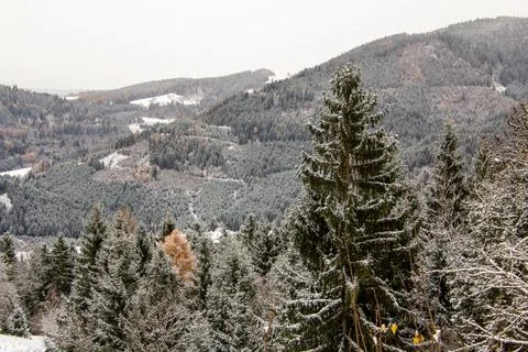 View over the valley with snow covered forest Stock Photos
