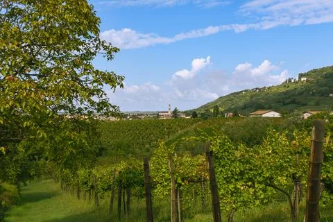 View Over Vineyard Close To Cormons Stock Photos