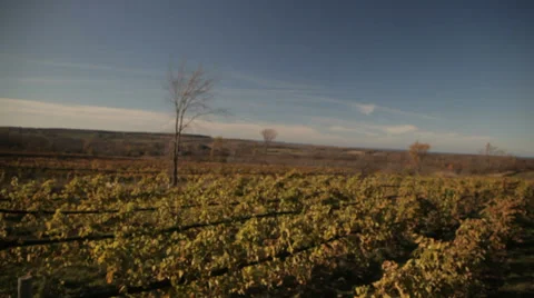 View over vineyard Vidéo 34283294