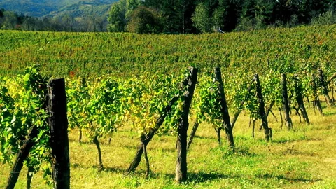 A view over vineyard Vidéo 145865850