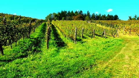 A view over vineyard Stock Footage 145875937