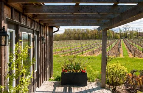 View over vineyard on a sunny spring day. Stock Photos