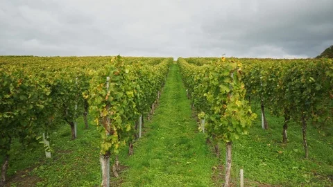 View over the vineyard vines in row 2 Stock Footage 118084601