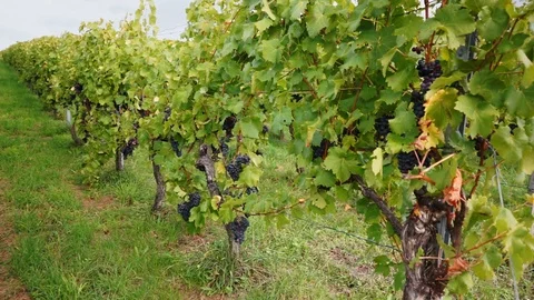 View over the vineyard vines in row 3 Stock Footage 118084611