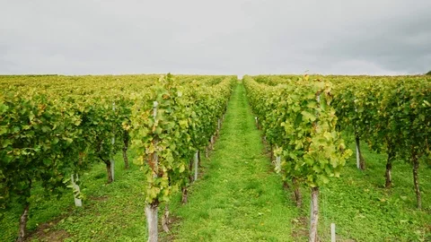 View over the vineyard vines in row Stock Footage 118084616