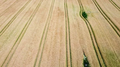 View over a wheat field in good weather found in northern germany Stock Footage 345760813