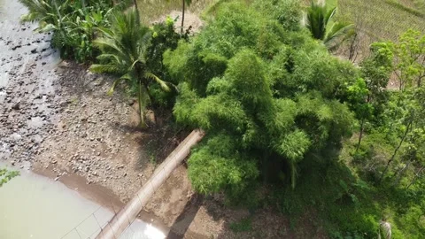 View over the winding rice field Stock Footage 244646456
