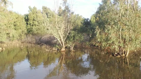 A view over a winter swamp Stock Footage 168554101
