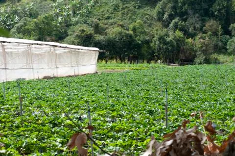 View over workers harvest  fields in northern Thailand Stock Photos