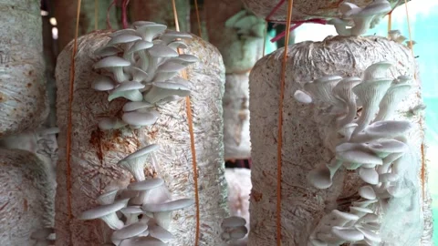 View of oyster mushrooms growing in substrate bags, Nepal. Vídeo Stock 335603344