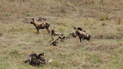 View of a pack of African wild dogs in the savanna, South Africa. Vídeo Stock 333522002