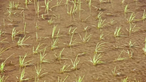 A view of a paddy field in early summer in Japan Stock Footage 134235430