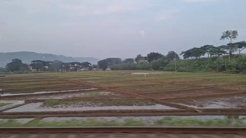A view of paddy field Stock Footage 321960799