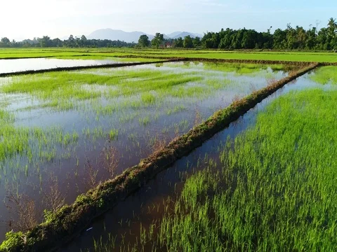 A view of paddy field at a stage where it require a lot of water for growth. Vídeos de archivo 80459891
