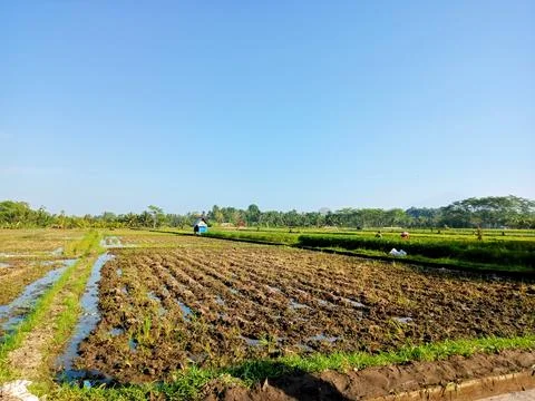 View of paddy fields managed for planting rice Fotos de archivo