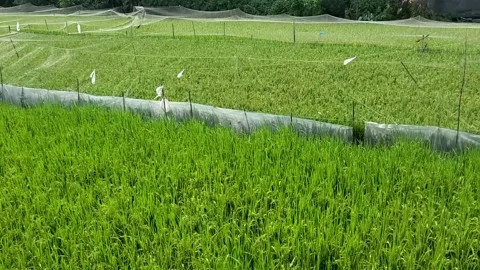 View of paddy rice fields move with the wind. Rice field planting care Video stock 310718658