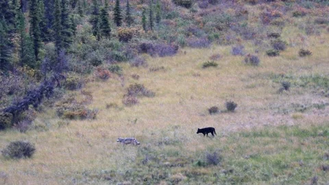 View of a pair of grey wolves in northern British Columbia, Canada. Stock Footage 153162217