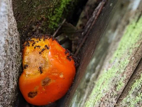 View of a palm fruit visited by small ants. Stock Photos
