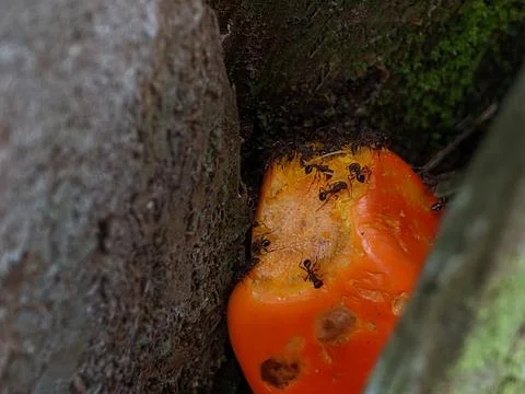 View of a palm fruit visited by small ants. Stock Photos