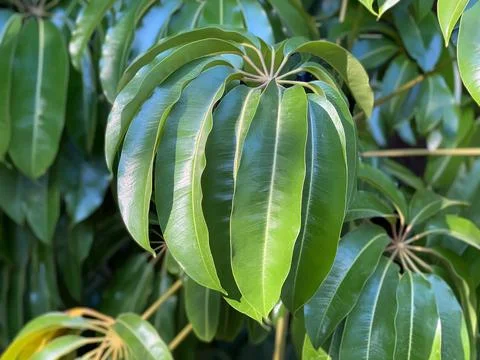 View of a palm leaf in the garden Stock-Fotos