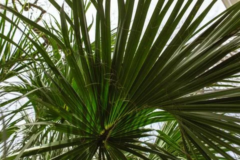 View of Palm Leaf Spiral from Underneath Stock Photos