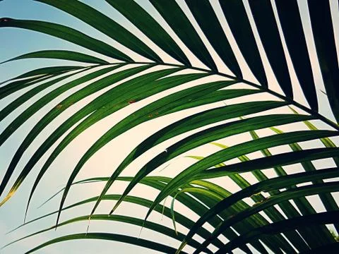View of palm leaves on a background of bright sky. Stock Photos