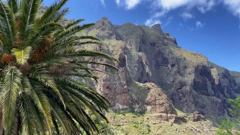 View to the palm tree and mountain. Natural background. 4K. Stock Footage 202044372