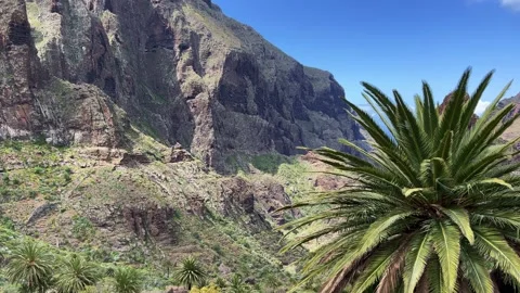 View to the palm tree and mountain. Motion of the camera. 4K. Stock Footage 202056183