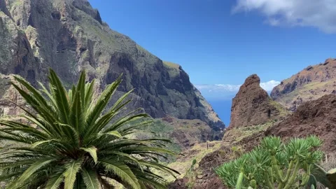 View to the palm tree and mountain. Natural background. 4K. Stock Footage 204088462