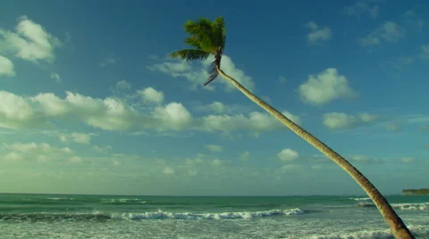 View of palm tree and waves crashing on beach Stock Footage 57815012