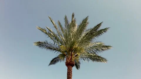 View of the palm tree from below against the blue sky. Palm Video stock 238509817