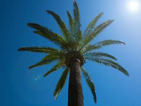 View of a palm tree from below with cloudless blue sky background. Foto stock