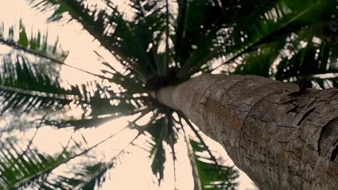 View of the palm tree from below. Stock Footage 267071927