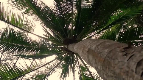 View of the palm tree from below. Stock Footage 267071942