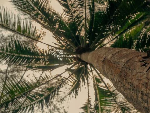 View of the palm tree from below. 스톡 사진